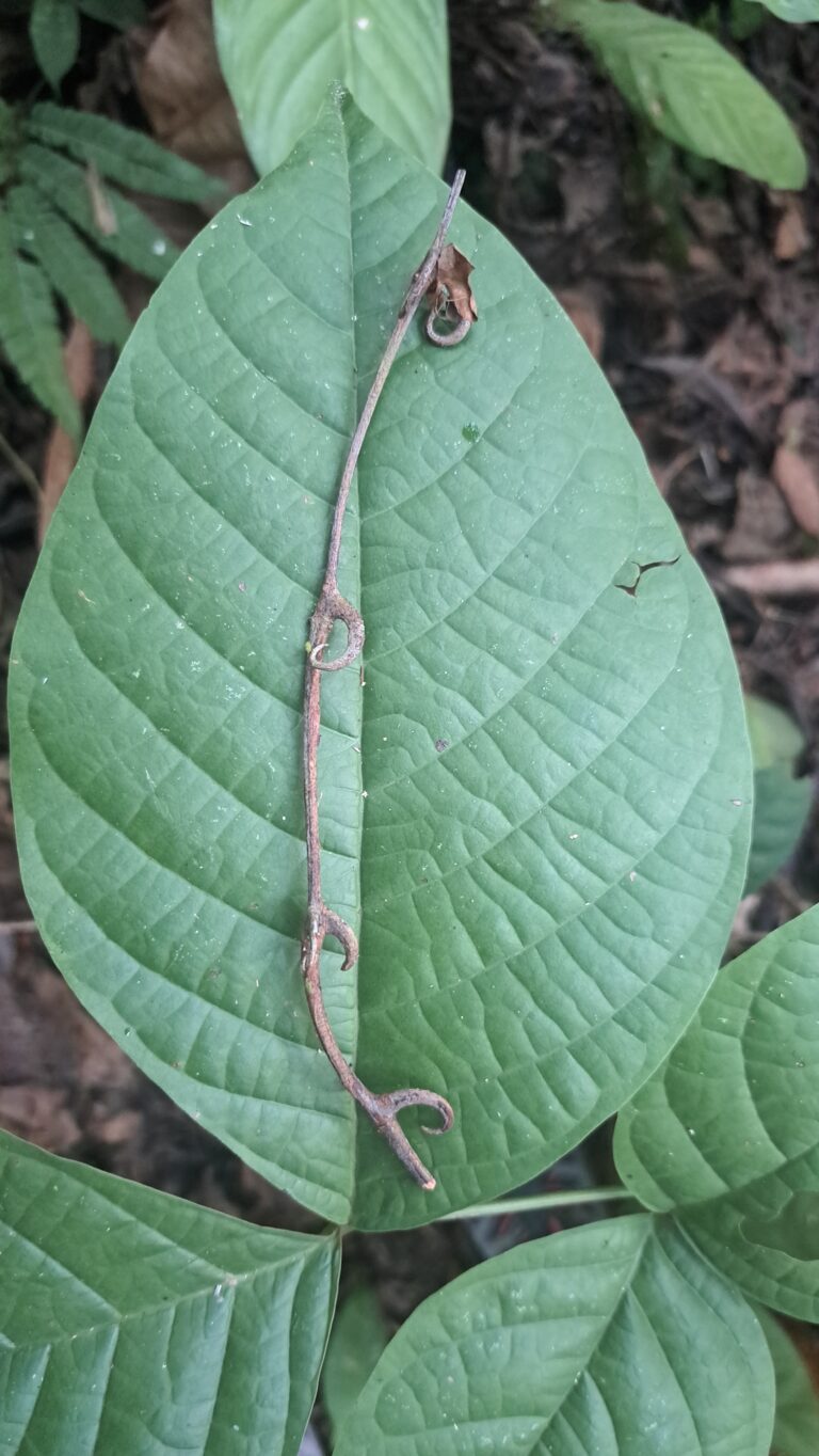 Uña de gato for our dieta offerings