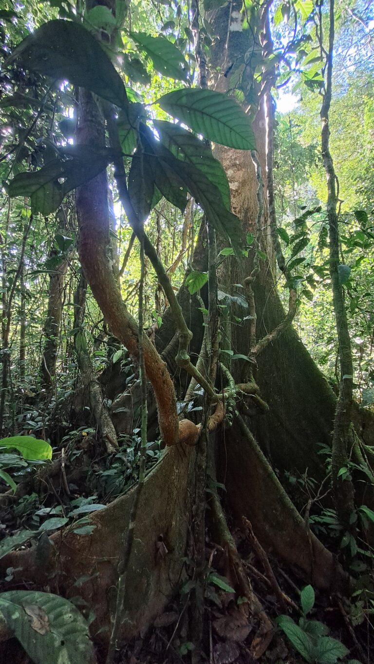 Vine from the jungle